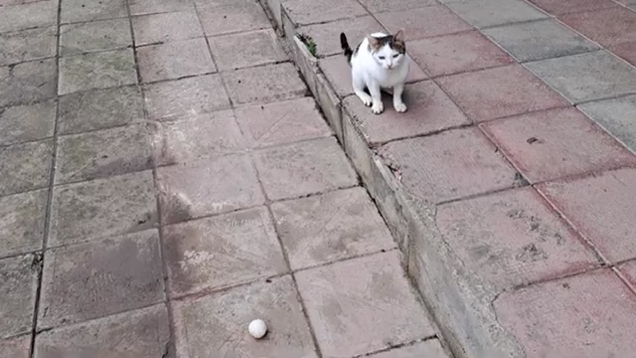 A playful cat playing with a balloon. This cat is so cute.