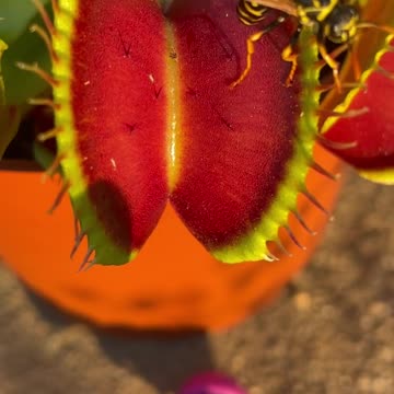 Venus fly trap predatory plant eating wasp alive