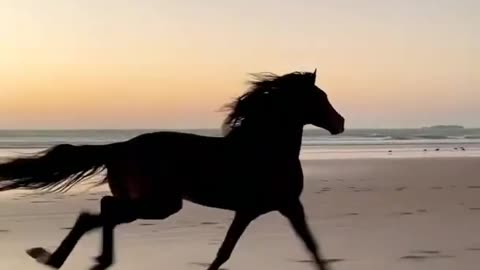 unstoppable / invincible /horse / horse riding / run fast / make it happen / work for dreams.