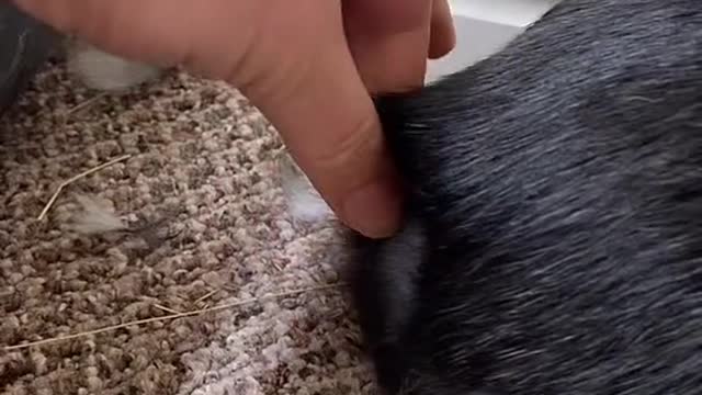 it’s never ending! An infinite amount of fur!!
