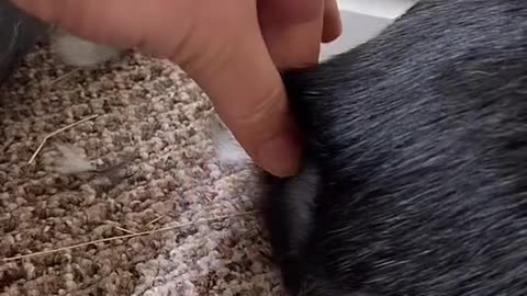 it’s never ending! An infinite amount of fur!!