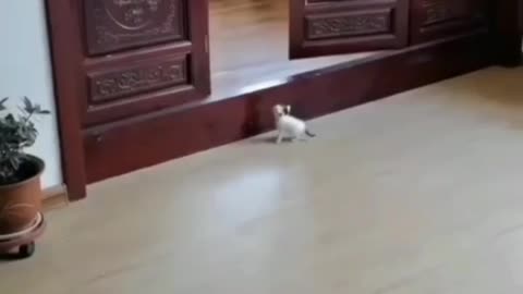 Catsloves1st wait until thé end❤❤