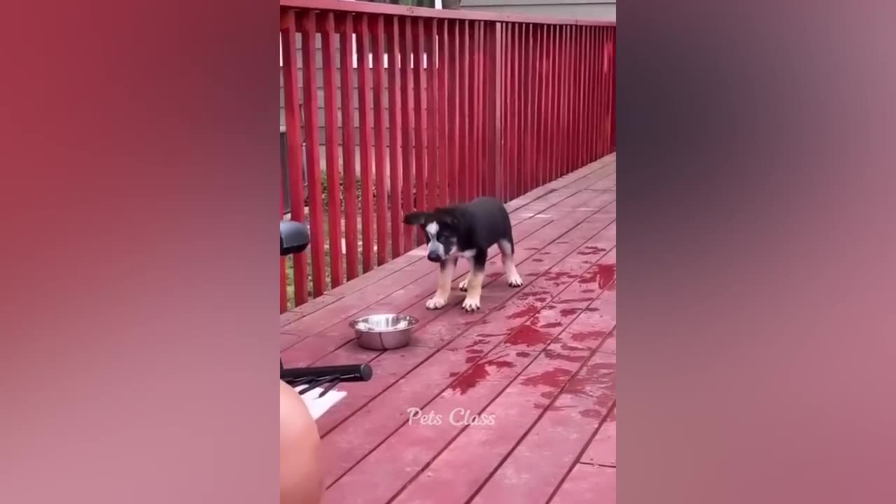 Funny Animals