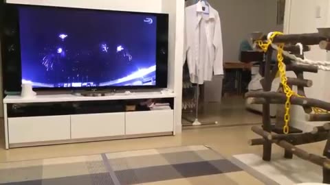 Top 10 Dog barking videos compilation