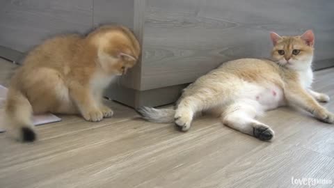 Kitten🐈 shin is obsessed with samel cat's tail