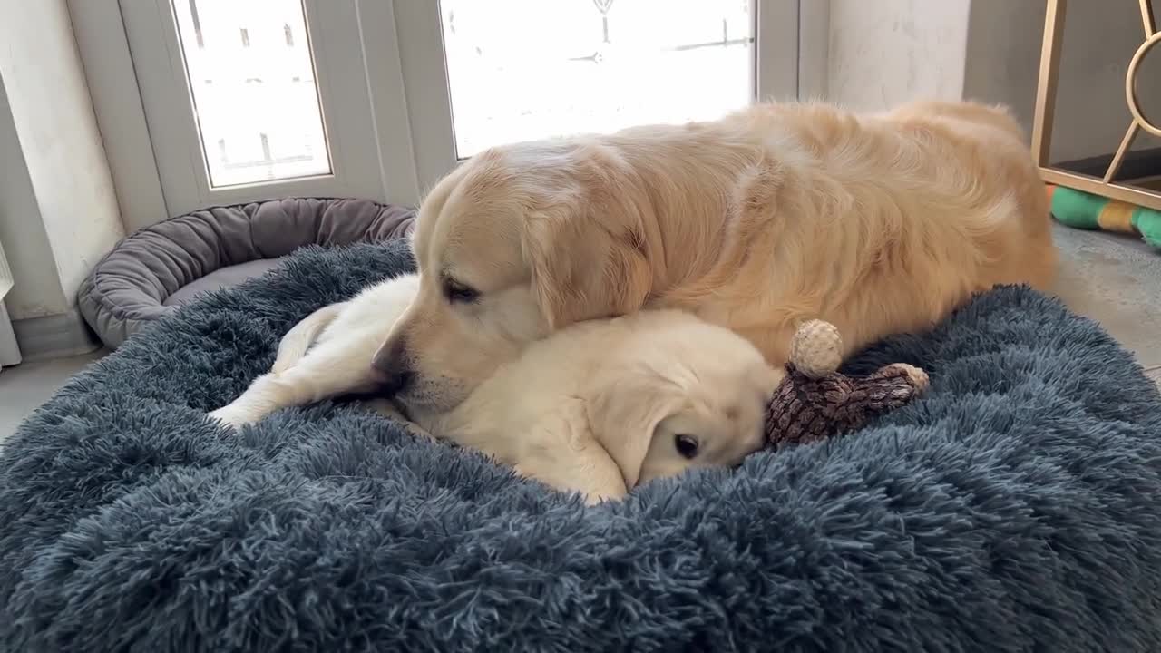 Golden Retriever Confused by Puppy Occupying his Bed when she has her own