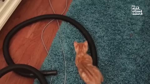 20 Minutes of Adorable Kittens 😍 | BEST Compilation