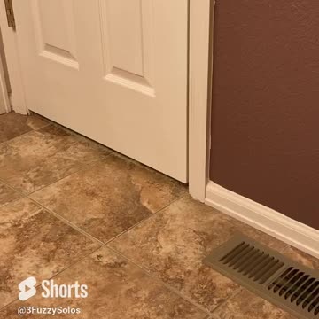 No Privacy with a cat