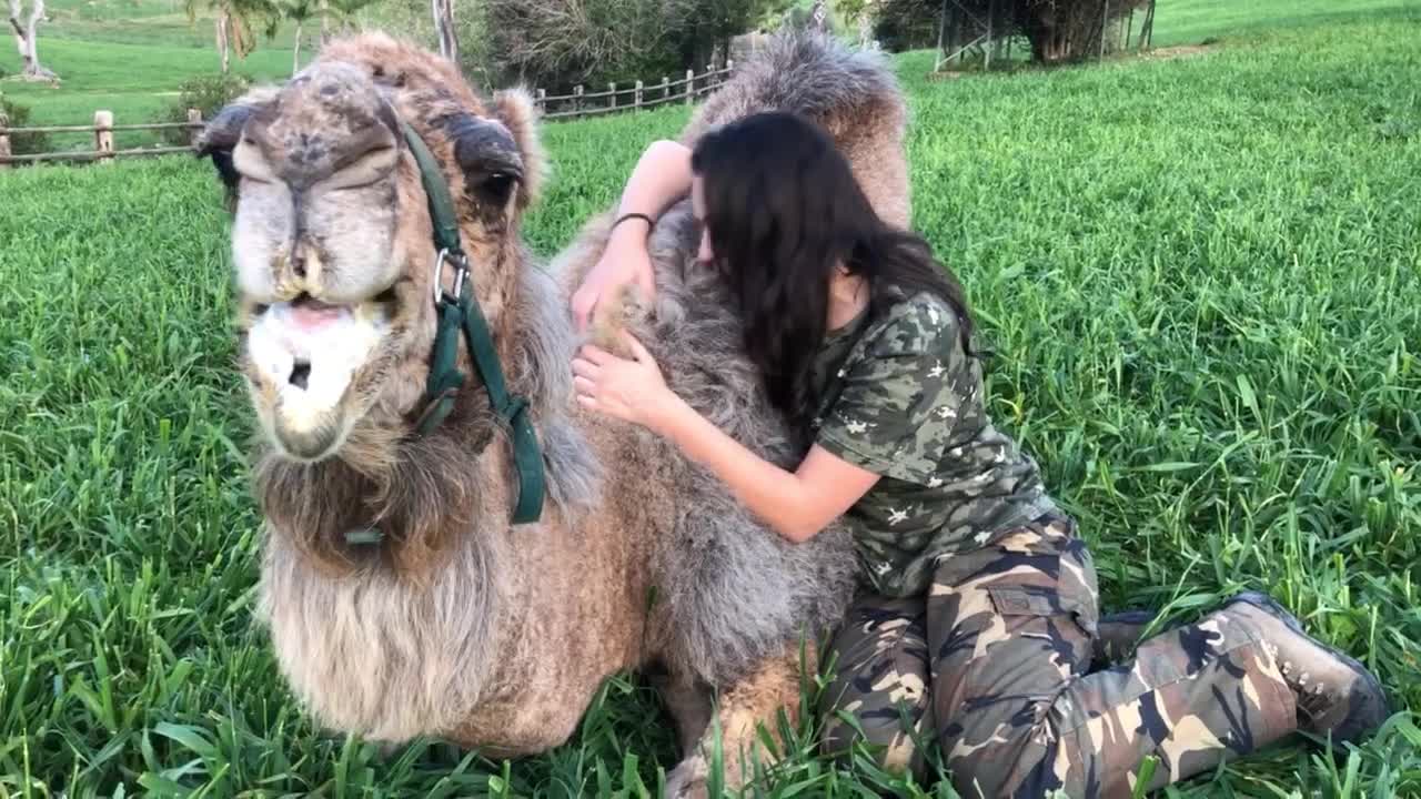 Bonito vínculo con un Dromedario