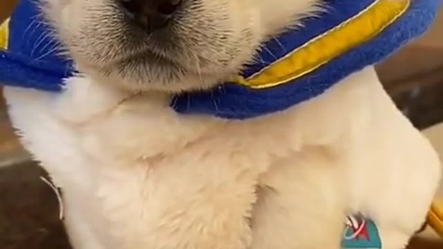 Baby Dogs - Cute and Funny Dog Videos Compilation