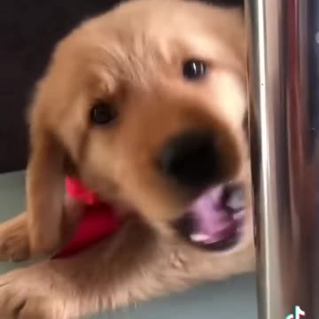 just funny dog become a funny#rumble