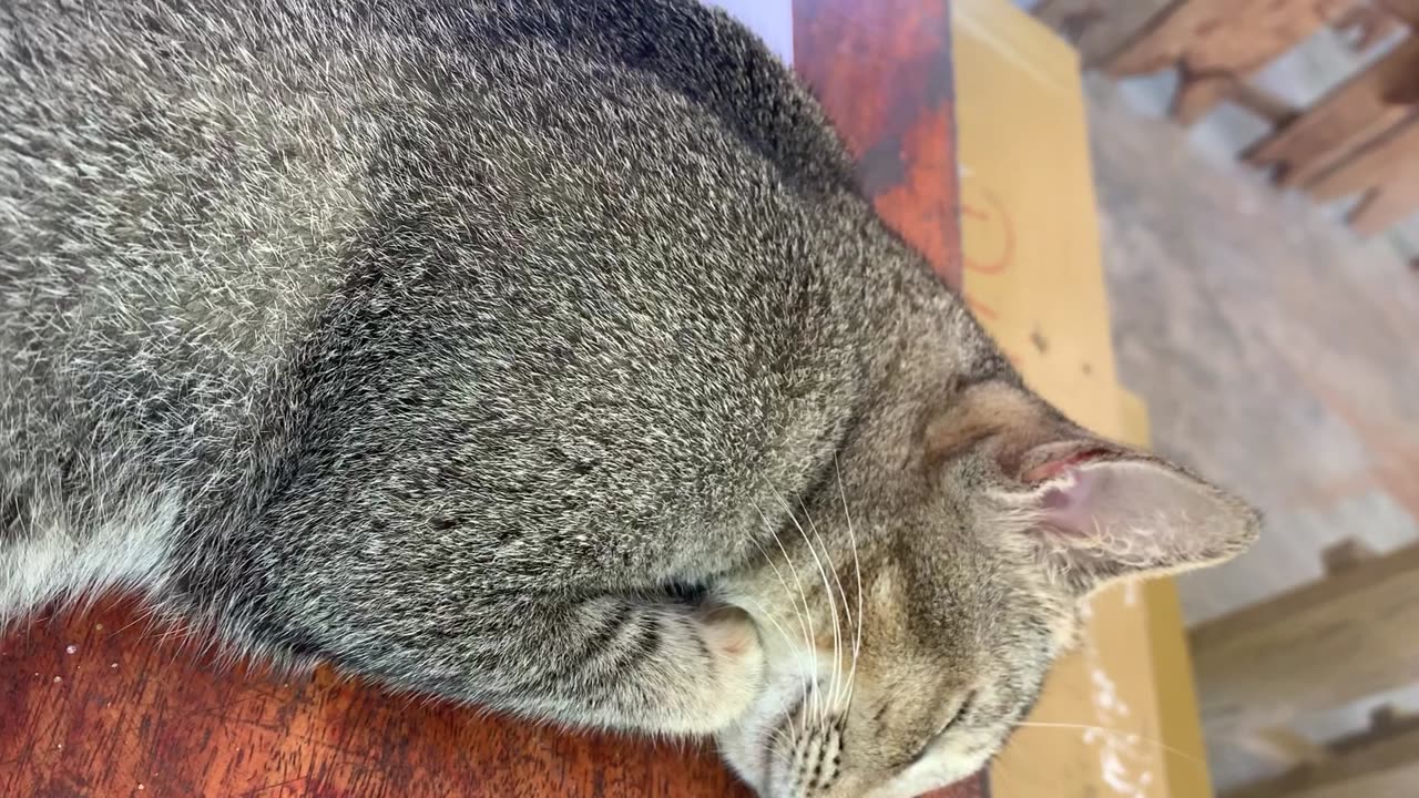 Sleeping Cat