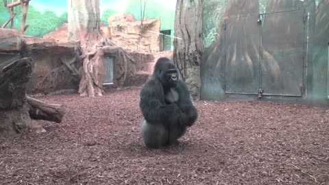 Gorille en colere (Zoo, AMNEVILLE- MOSELLE- FRANCE)