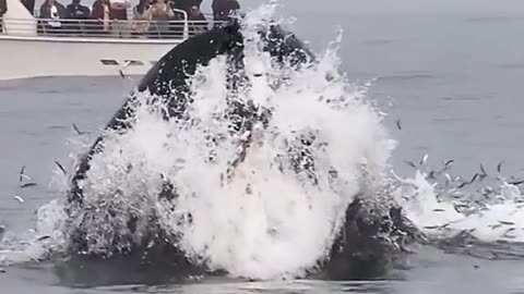 😱a gigante do mar🦈🐳😱