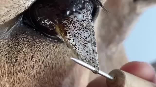 Eye Peel