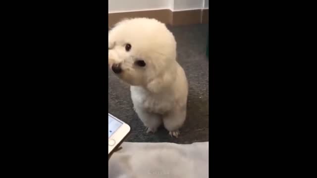 super cute dog amazed by piano chords