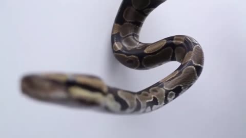 Snake Video Snake Fight Video Amazing Snake