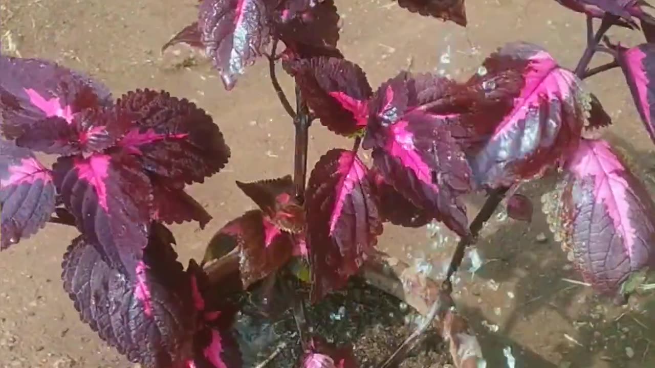 Repoting coleus plant 🌵.