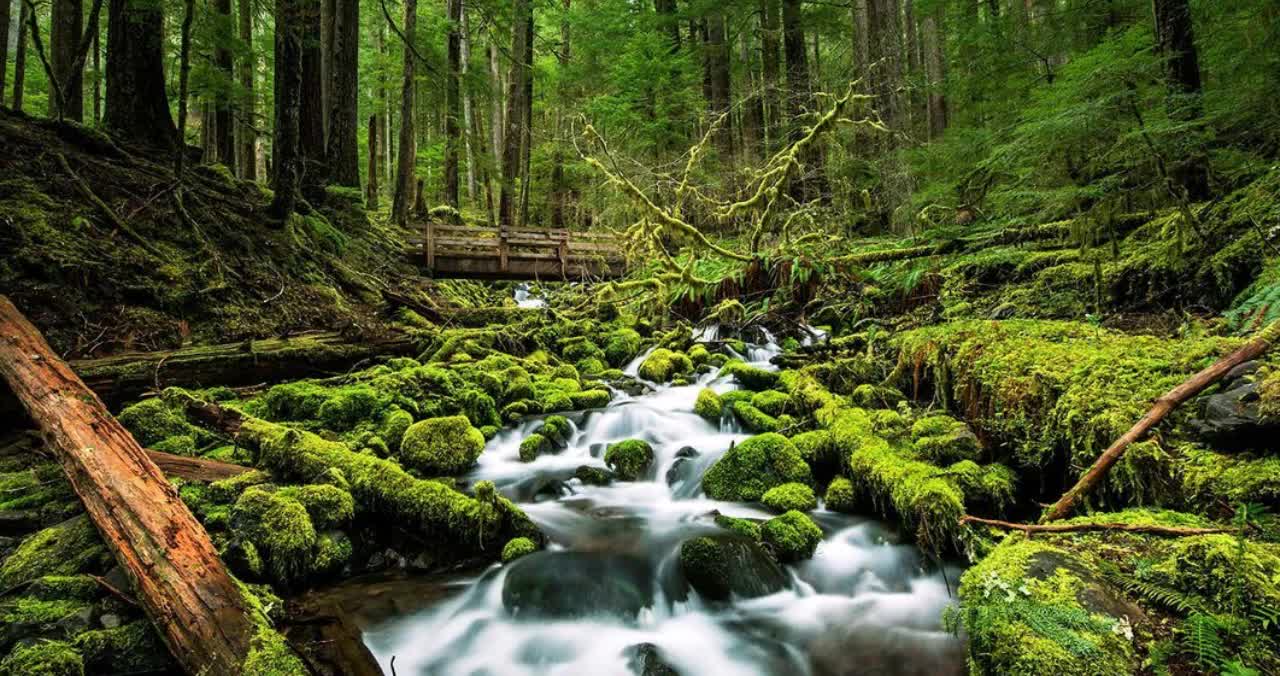 Drone View Of Forest