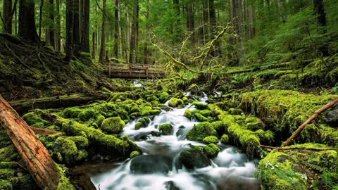 Drone View Of Forest