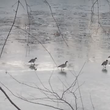 Walking on ice Jan 2 part 1