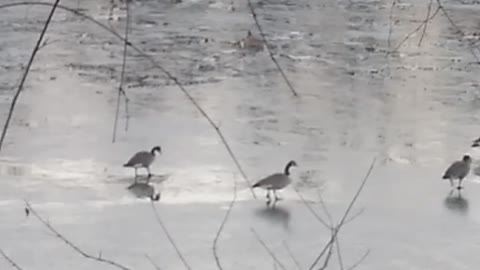 Walking on ice Jan 2 part 1