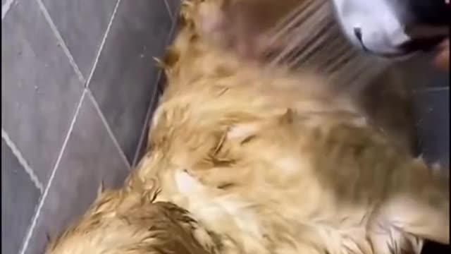 Dog bath by the owner