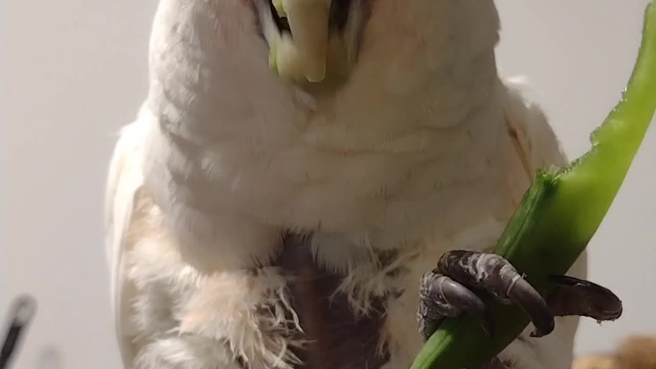 Peanut the cockatoo