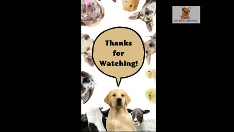 Funniest And Cutest Dogs And Cats Funny Pet Animals' Life Videos Compilation - Cute's Animals #2