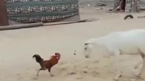 Best funny animal fight