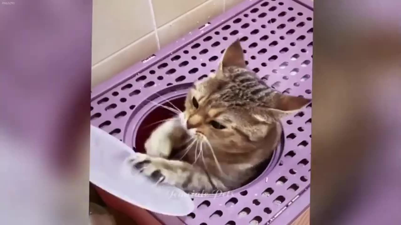 IMPOSSIBLE TRY NOT TO LAUGH Funny Cats Moments 2024