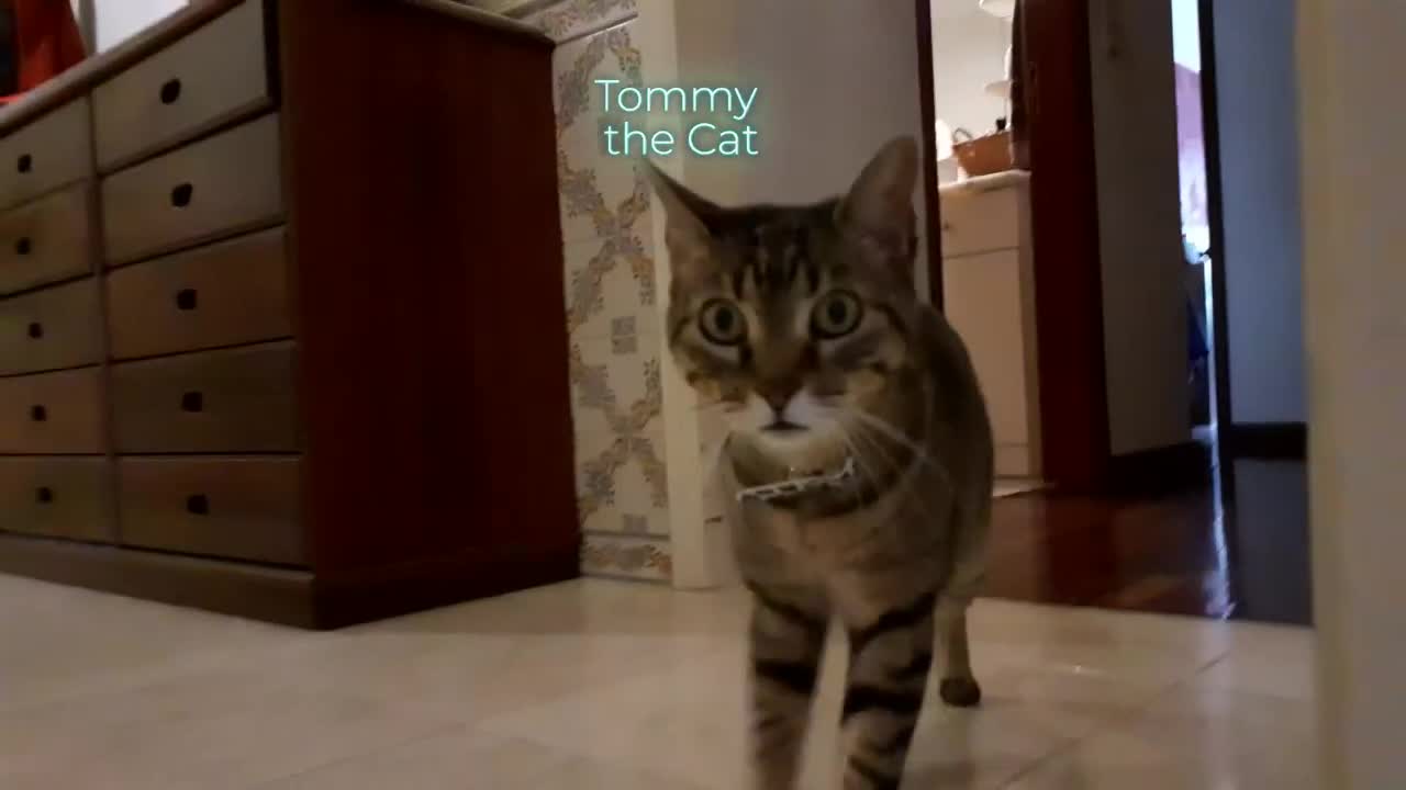 Cat gets excited when asked this question !!