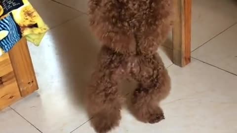 CUTE DOG DANCE MOVES!!!!!!!