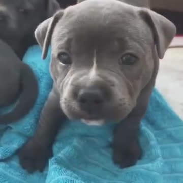 Best Funny Dog Videos| Try Not To Laugh| Sniffely Whiskers