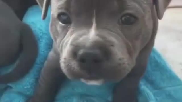 Best Funny Dog Videos| Try Not To Laugh| Sniffely Whiskers