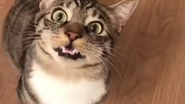 My Cute Cat Trying to Talk Me | Funny Cat Video