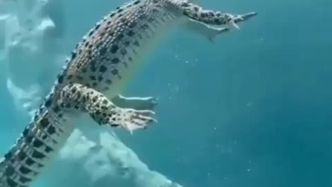 This is a beautiful and charming water-dwelling species