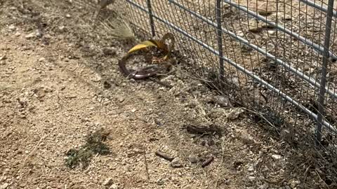 Saved Lizard Gets Itself Stuck Again