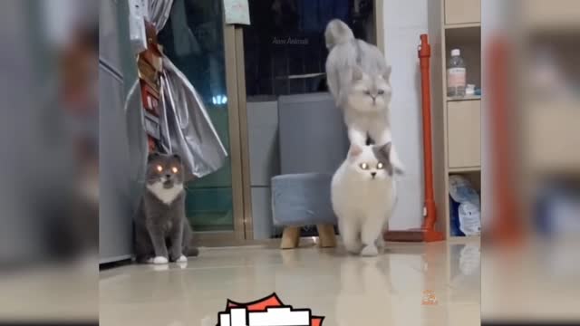 Cute Cat - Very Funny Video.