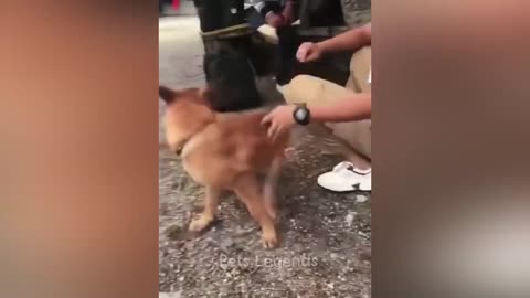 Funniest Animals 2023 New Funny Cats and Dogs Videos 2023