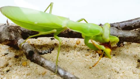 Deadly PRAYING MANTIS vs HORNET and WASP BRUTAL FIGHT - Insect Stories-18