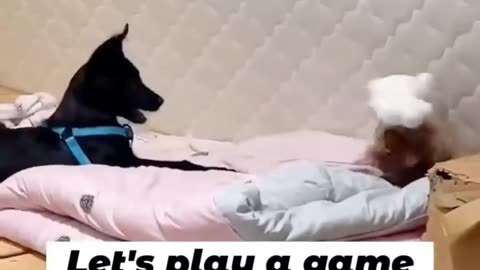 Awesome Funny Pups!!