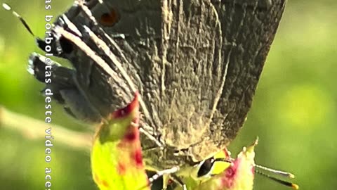 Borboletas no Pantanal, Lycaenidae