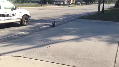 Saving a duck family crossing abusy street in cologne