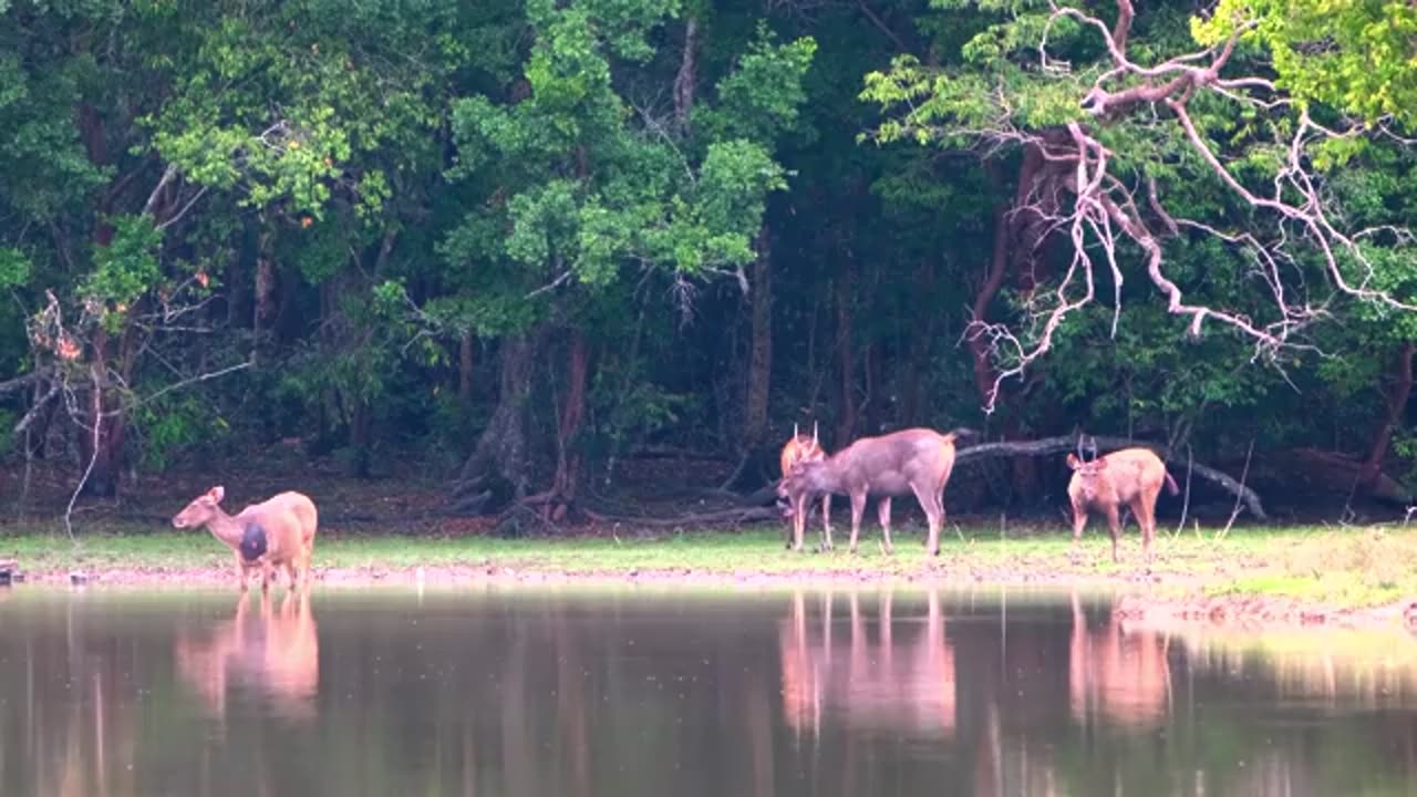 Nature mountain birds 4k quality video 📸❤️