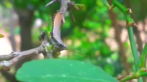 grasshopper