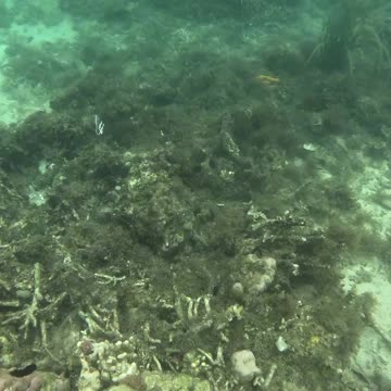Snorkeling Adventure, There’s something so magical about being around a healing reef.