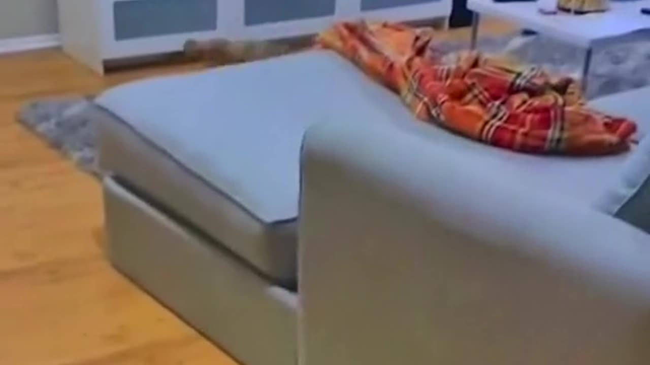 Pets Of TikTok