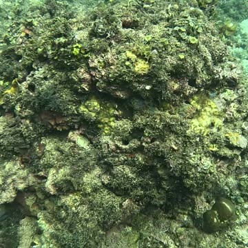 A Snorkeling Adventure