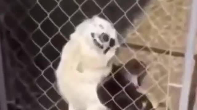 Cute and Funny Dog Compilation #shorts